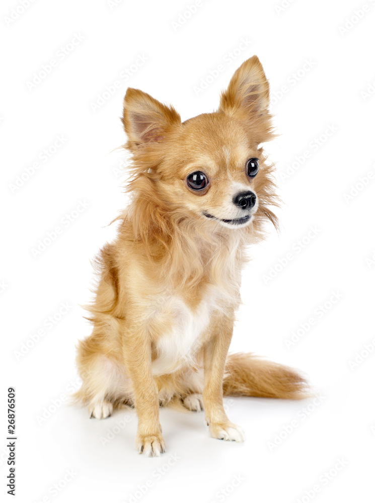 nice red chihuahua dog portrait nice red chihuahua dog portrait