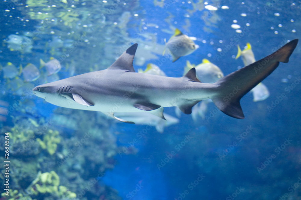 Big shark in water Big shark in water