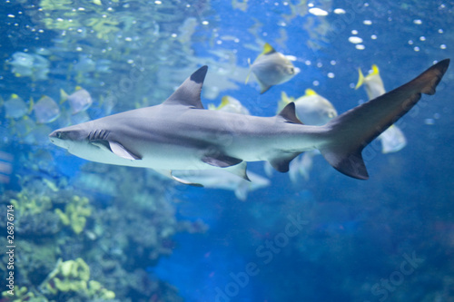 Big shark in water