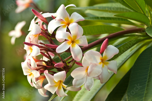 Frangipani on tree