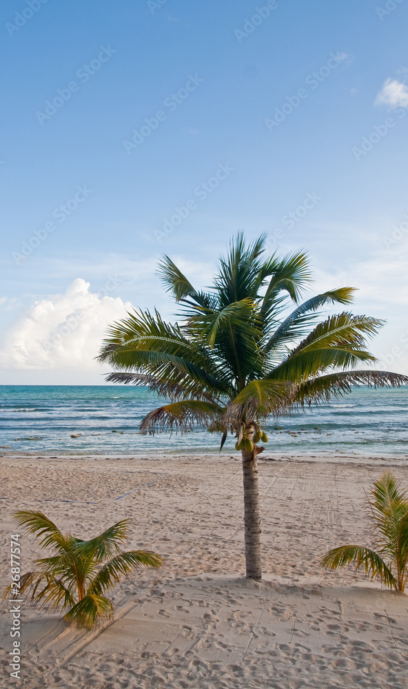 Coconut Palm on Empty Beach by Calm Sea Coconut Palm on Empty Beach by Calm Sea