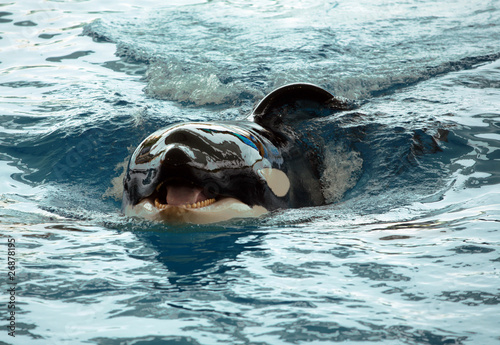 Closeup of a killer whale in water