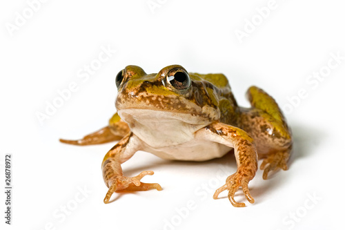 little green frog, elophylax kl. esculentus, looking scared