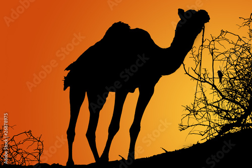 silhouette of camel at sunset