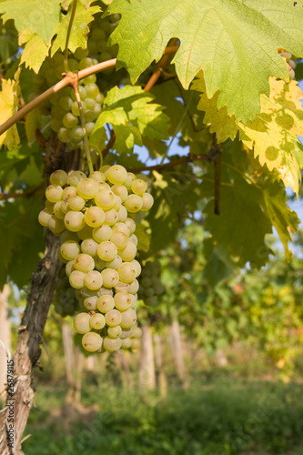 Wallpaper Mural bunch of ripe grapes on grapevine right before harvest Torontodigital.ca