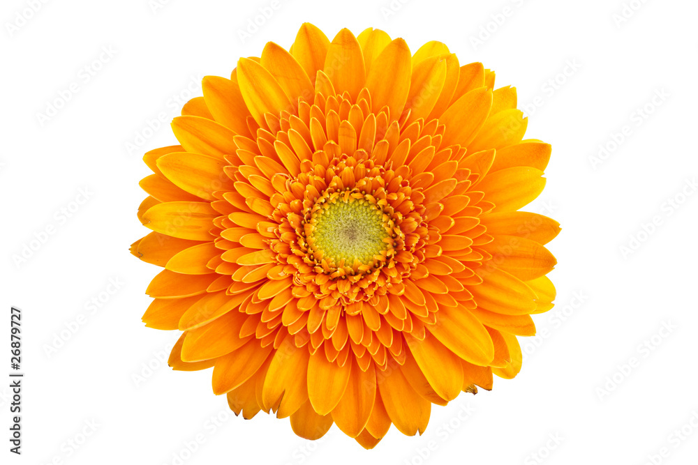 Perfect Orange Gerbera - without shadows Perfect Orange Gerbera - without shadows