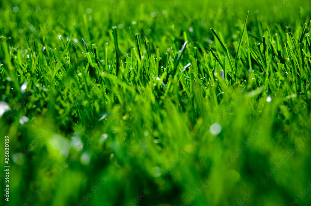 grass grass