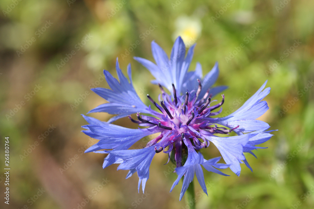 Cornflower Cornflower