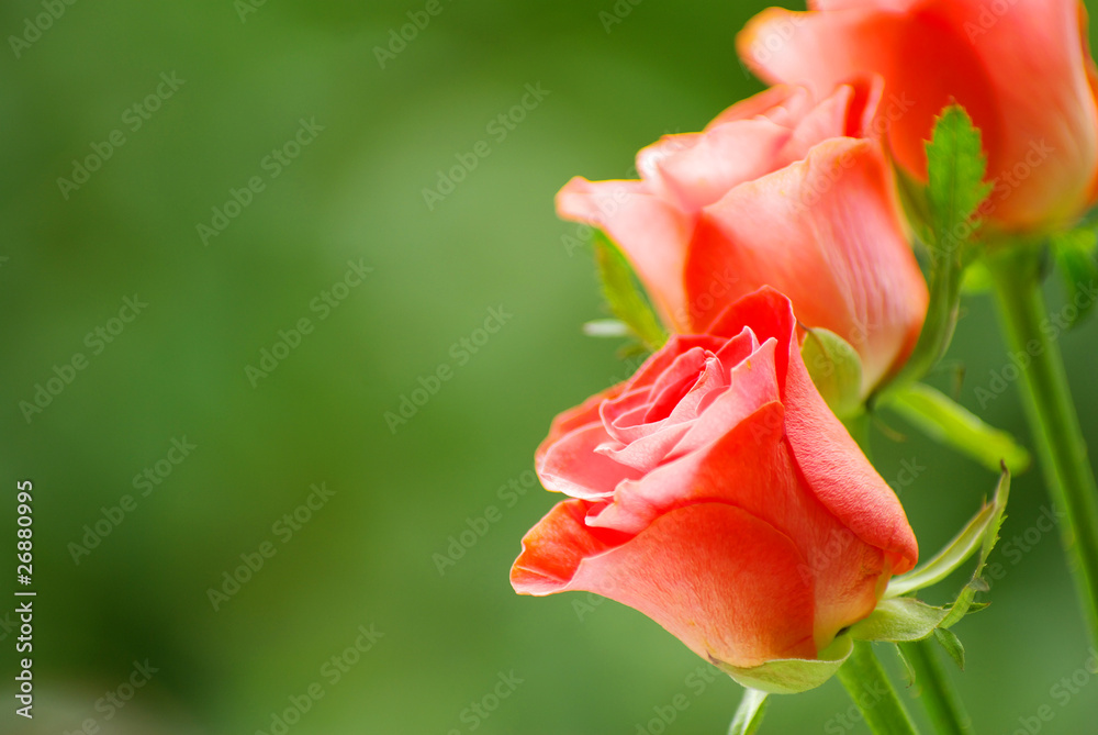 Fototapeta premium red rose