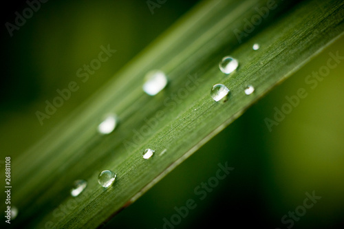 Rain drops on grass leaf