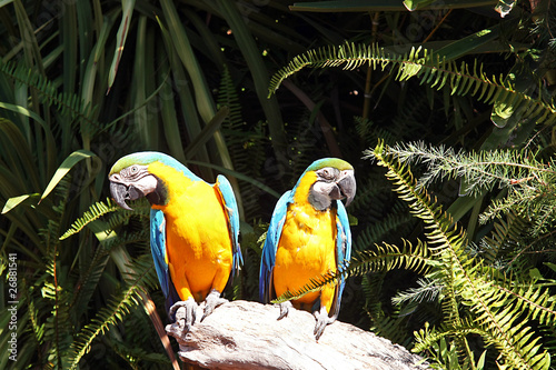 Chest yellow macaws
