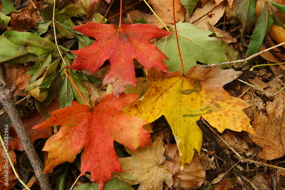 autumn background autumn background