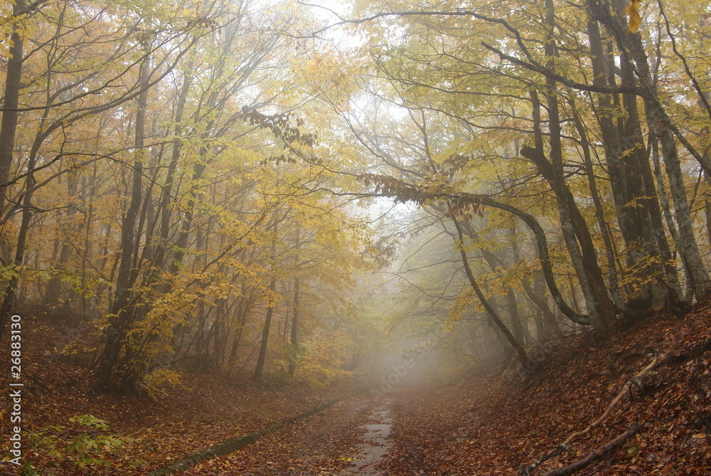 misty road in a autumn park misty road in a autumn park