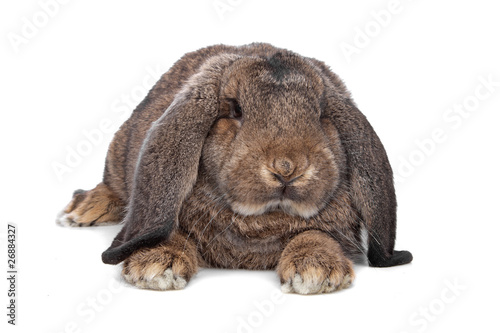 domestic rabbit isolated on white