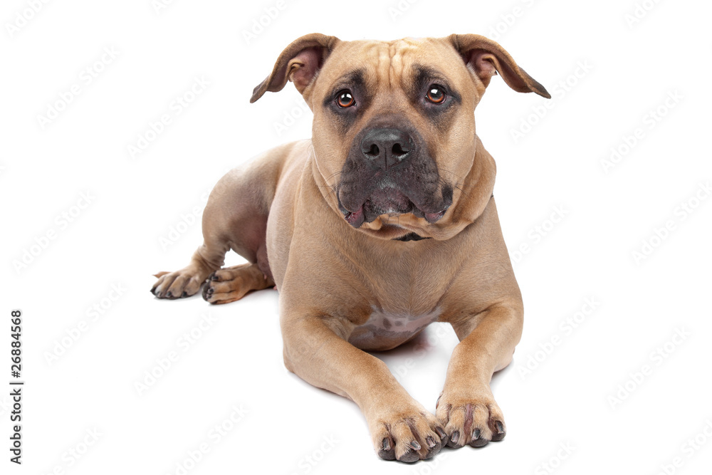American Staffordshire Terrier isolated on white American Staffordshire Terrier isolated on white