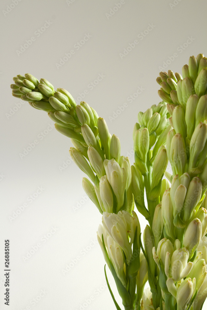 Obraz premium tuberose