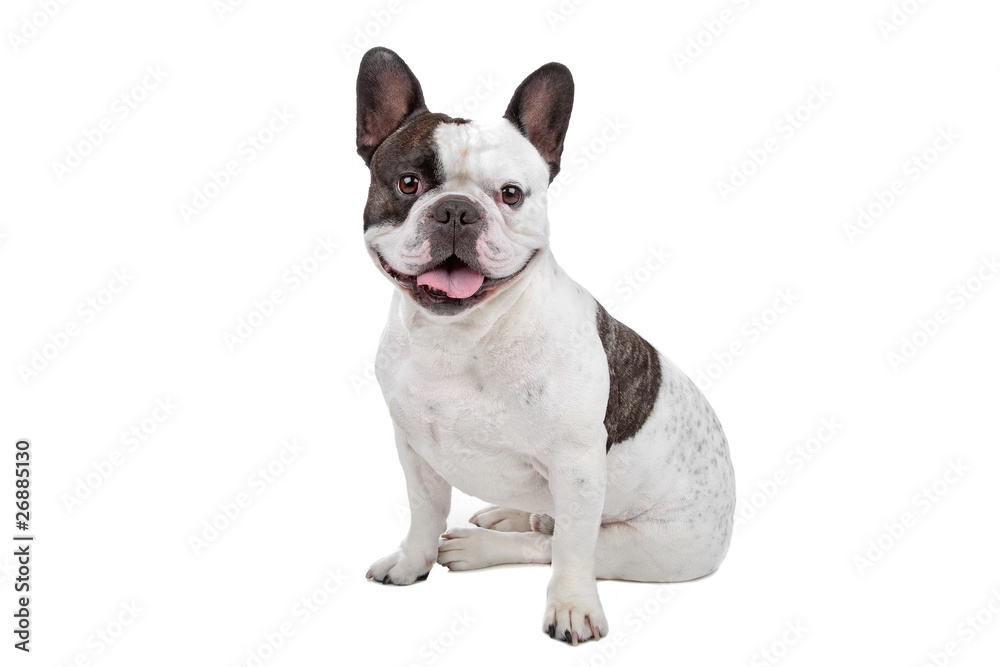 French Bulldog isolated on white