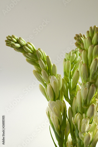 Fototapeta Naklejka Na Ścianę i Meble -  tuberose