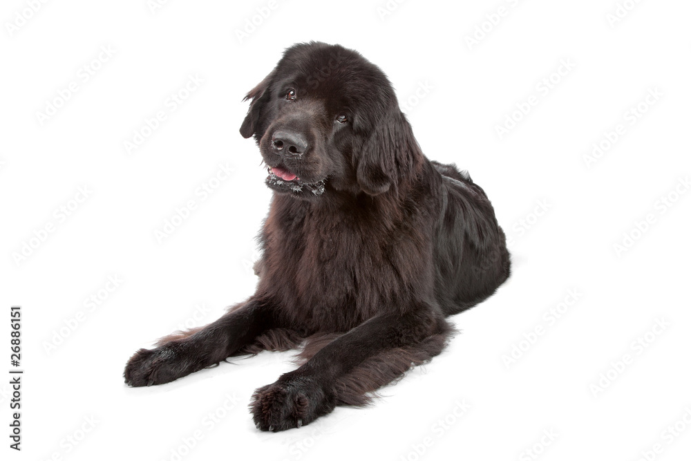 Newfoundland dog isolated on white Newfoundland dog isolated on white