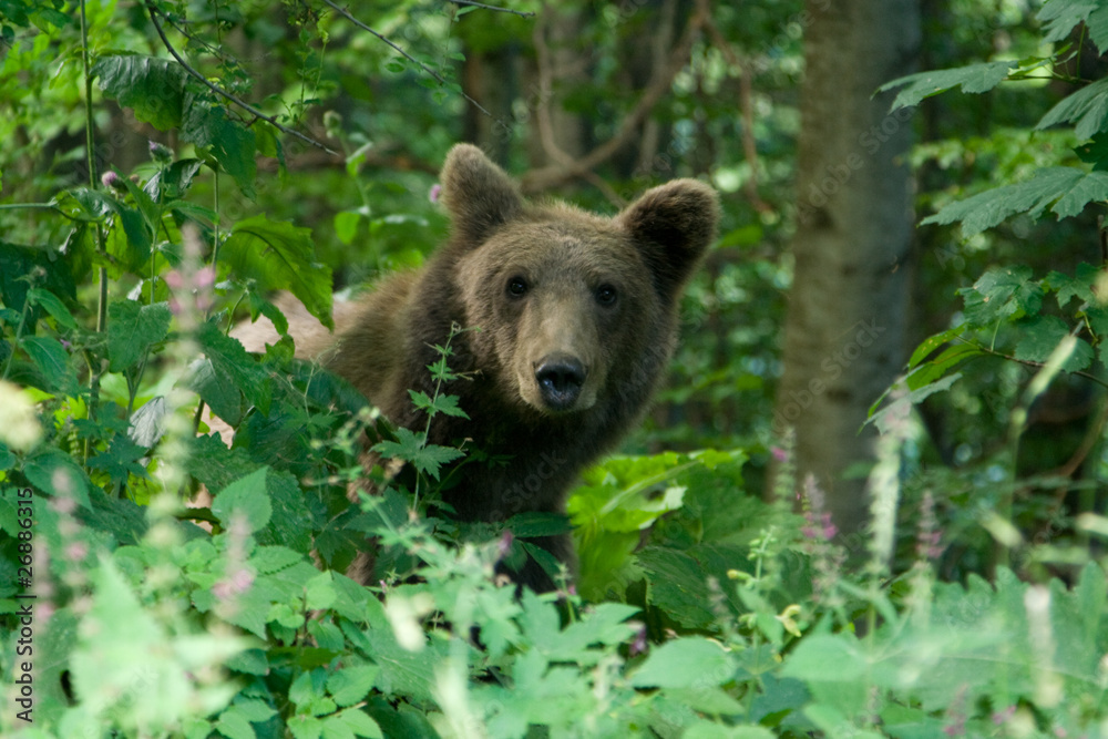 Wild Bear In The Forest