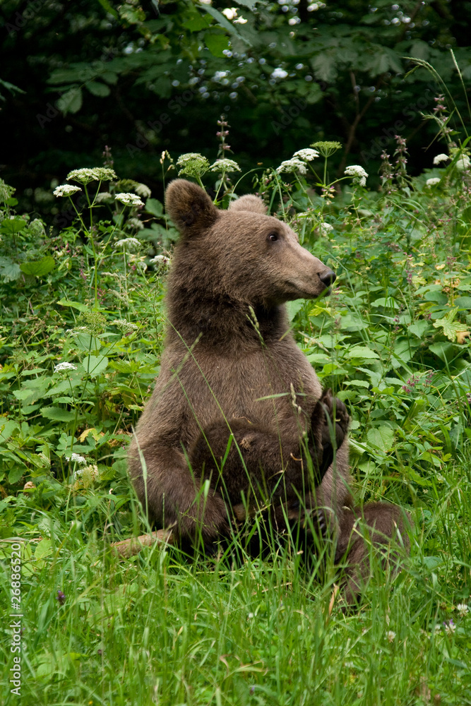 Obraz premium Wild Bear In The Forest