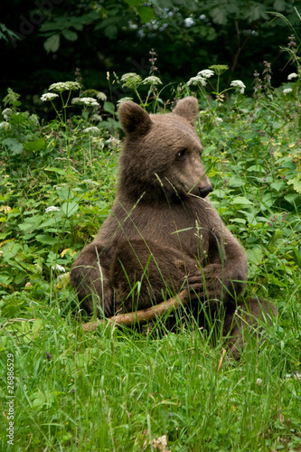 Wild Bear In The Forest