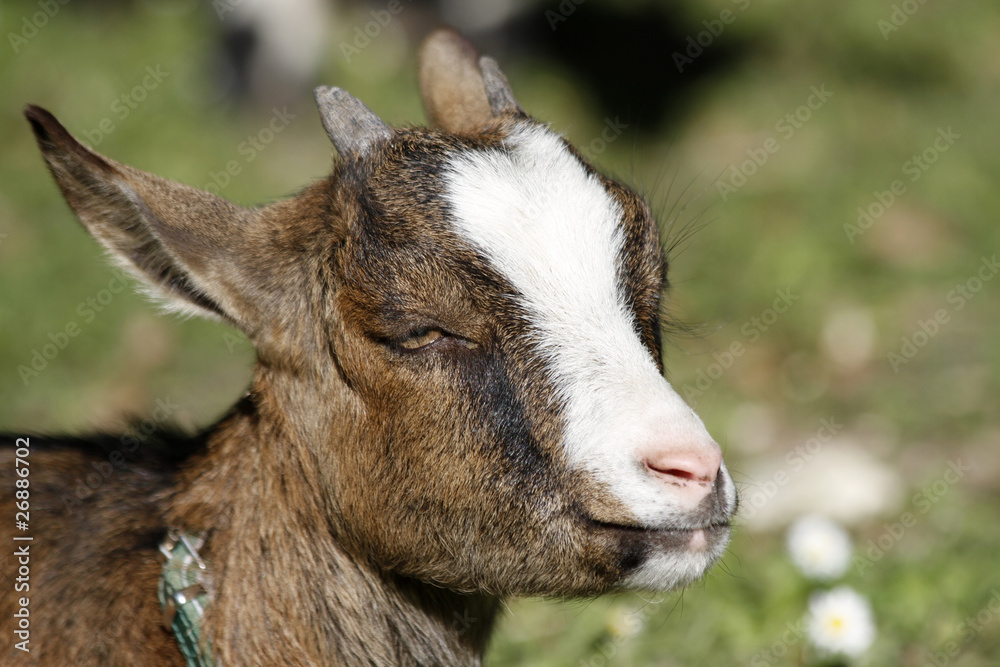 Fototapeta premium junge Ziege