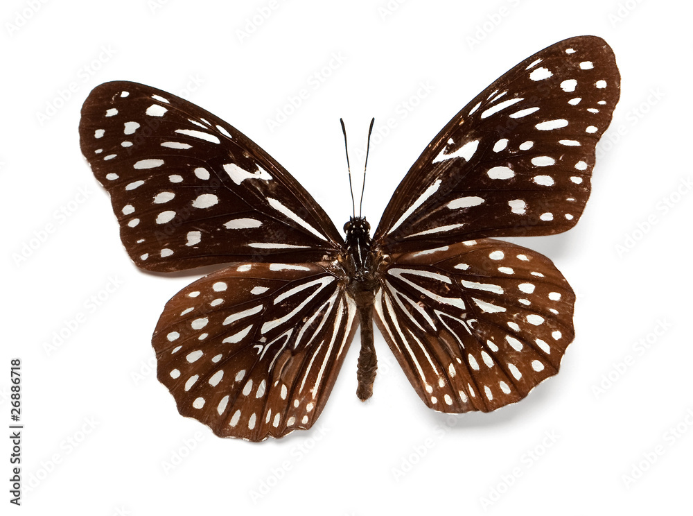 Fototapeta premium Butterfly Dark blue tiger