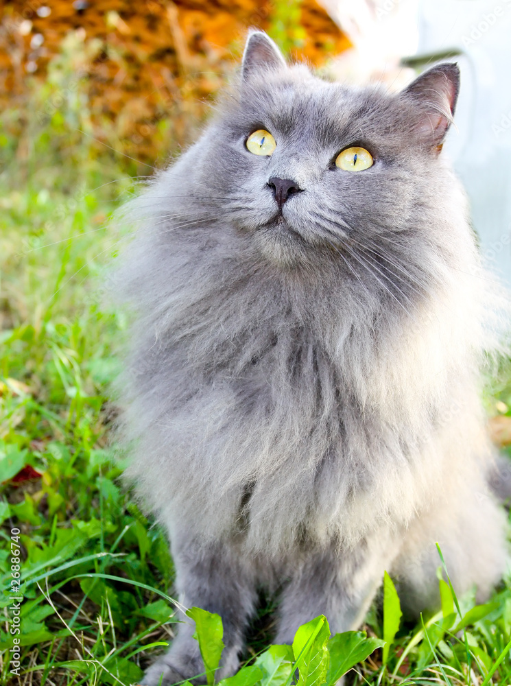beautiful gray cat with yellow eyes
