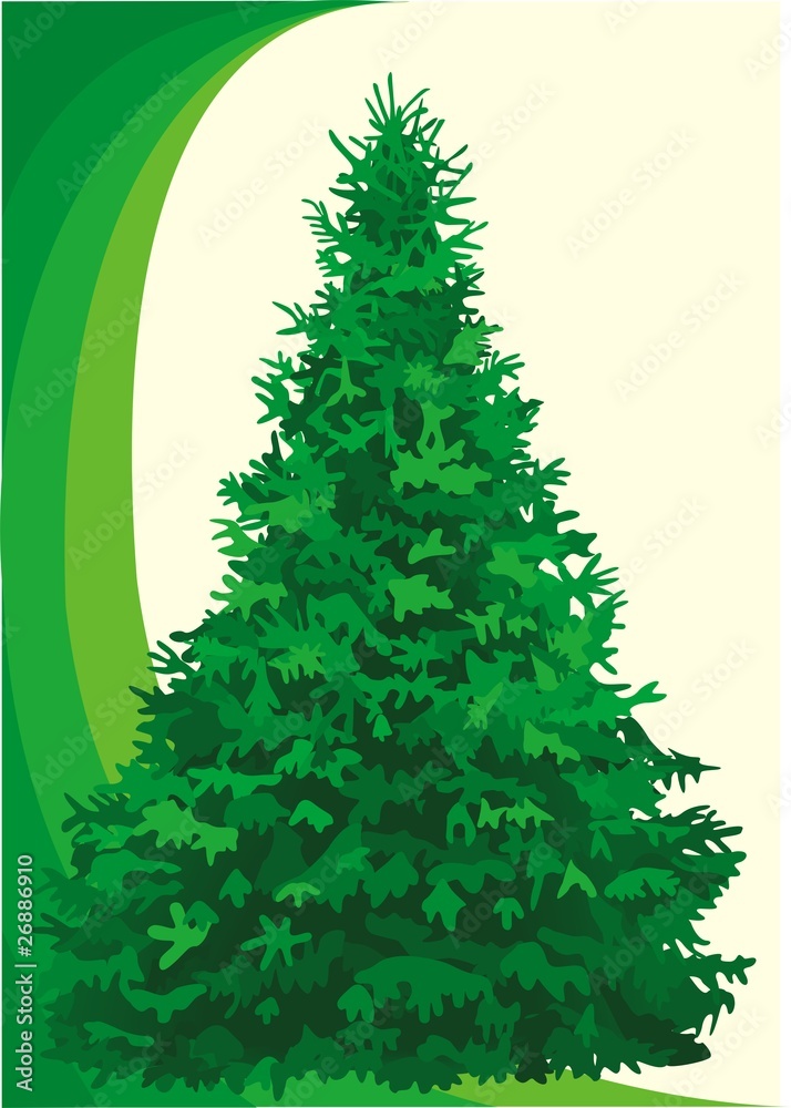Fototapeta premium tree fir