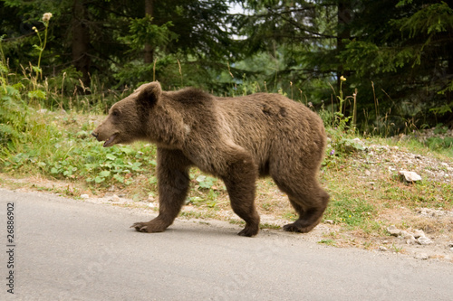 Wild Bear In The Forest
