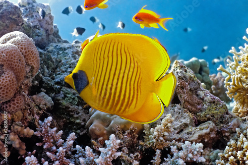 Coral scene with butterfly fish