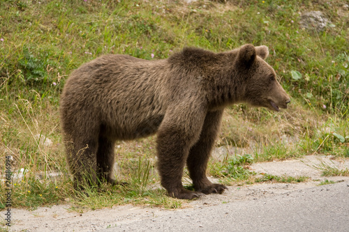 Wild Bear In The Forest © Ovidiu - Mihai Danca