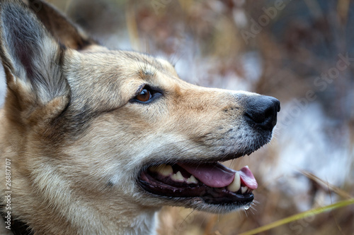 Husky dog smiles