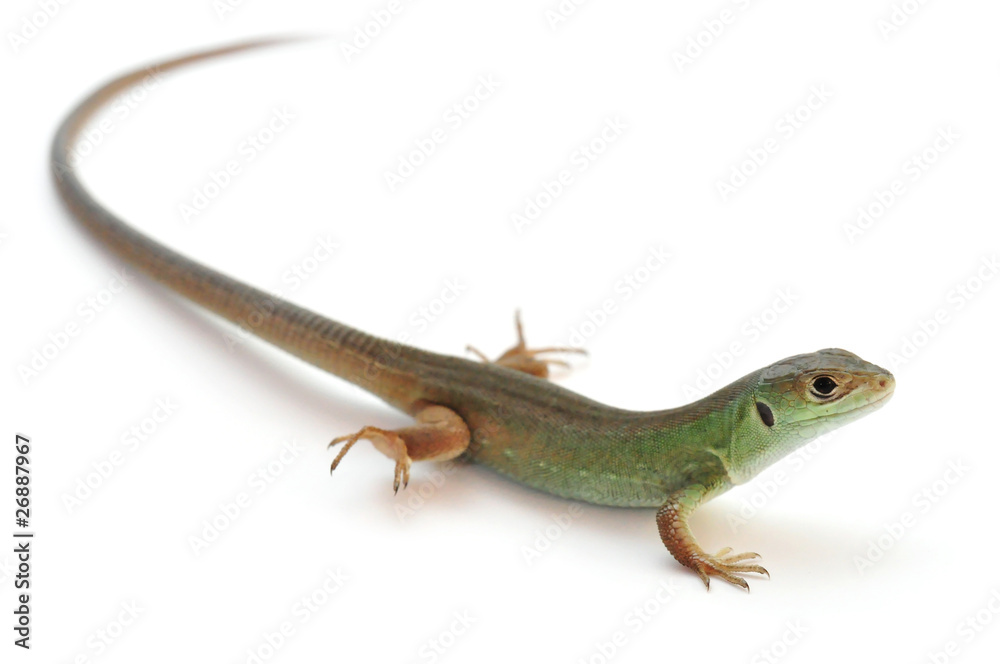 Naklejka premium Smaragdeidechse - Jungtier