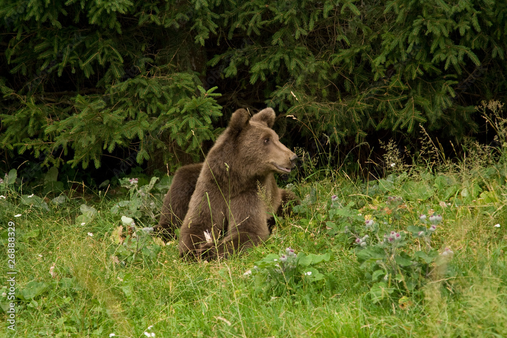 Wild Bear In The Forest Wild Bear In The Forest