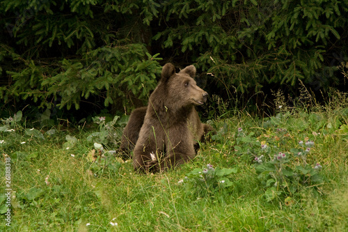 Wild Bear In The Forest