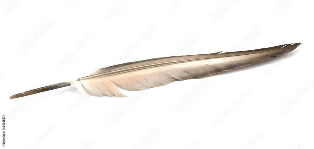 feather feather