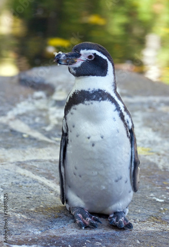 humboldt penguin