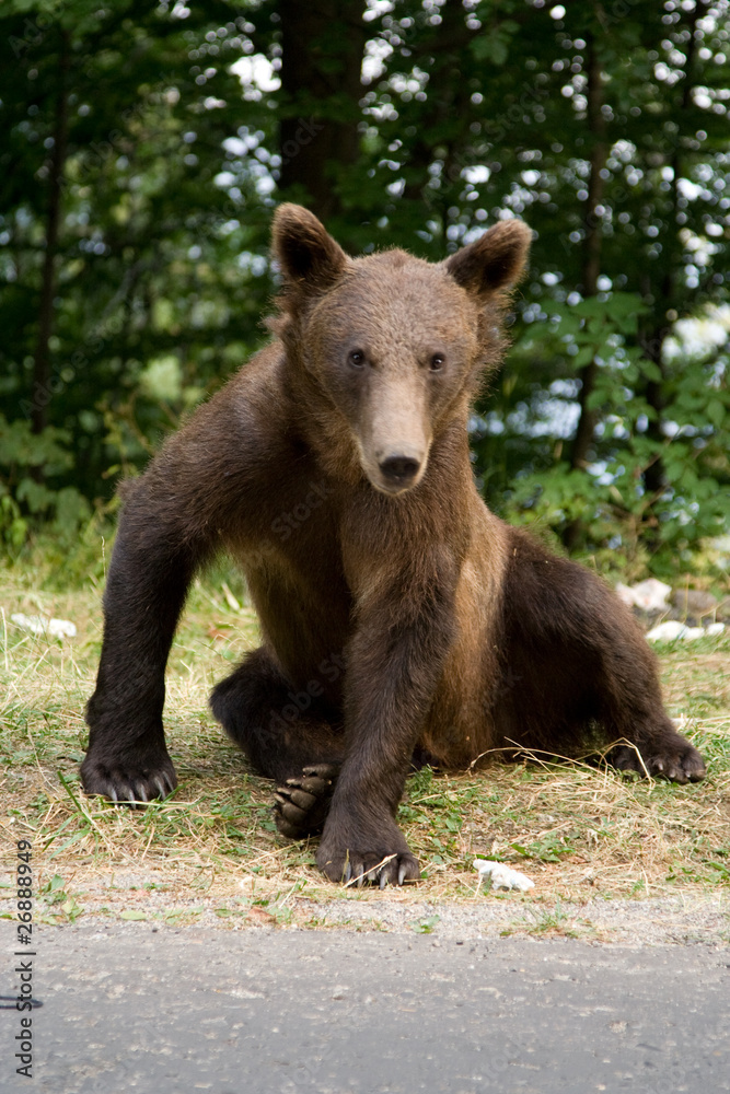 Fototapeta premium Wild Bear In The Forest