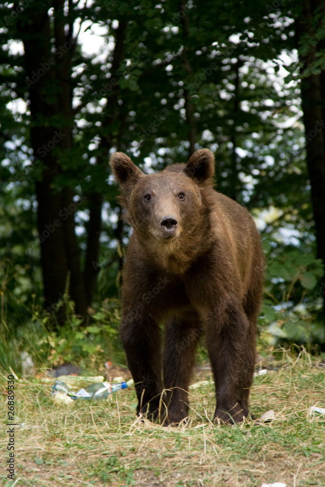 Fototapeta premium Wild Bear In The Forest