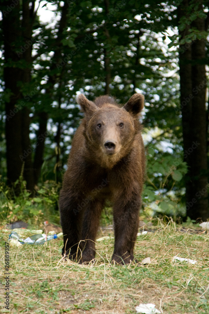 Wild Bear In The Forest