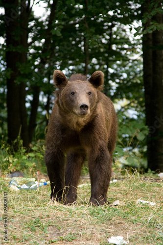 Wild Bear In The Forest © Ovidiu - Mihai Danca