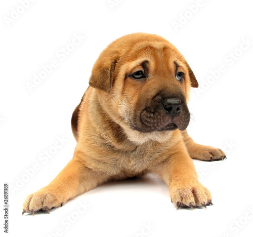 Dog puppy isolated on white background