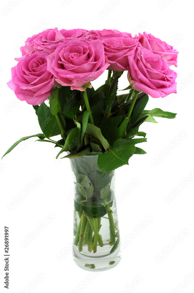 Pink Roses Pink Roses