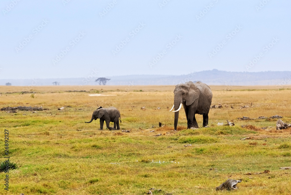 Obraz premium African elephants