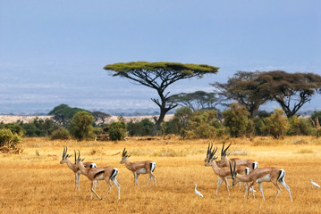 Crédence de cuisine Afrique Gazelles de Grant dans la savane  © Oleg Znamenskiy