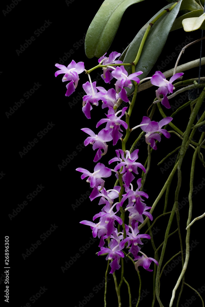 Obraz premium wild orchid