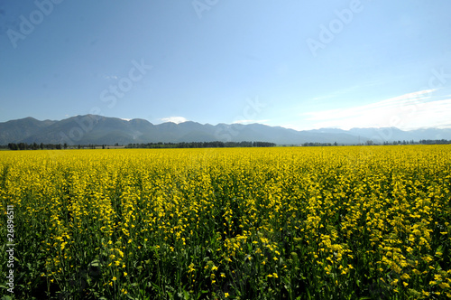 mustard plant field