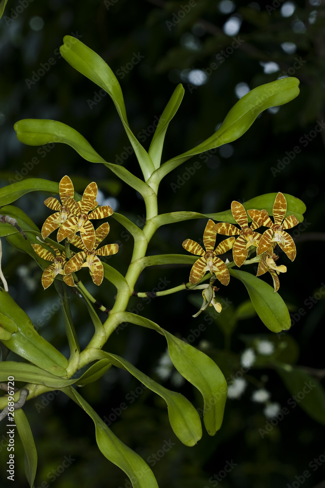 Fototapeta premium wild orchid